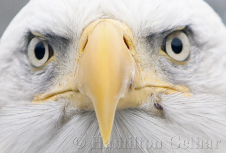 Bald Eagle Photo